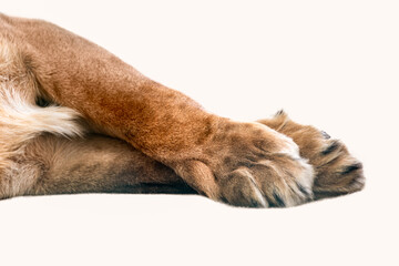 Lion two front legs and paws isolated laying crossed on white close-up