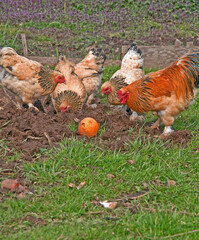 Four chickens and a rooster all Buff Brahamas are looking intently at an orange.  Farm rural scene of these birds.