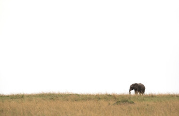 An African elephant on the horizon at Masai Mara, Kenya