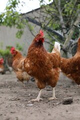 Chicken Looking at Camera
