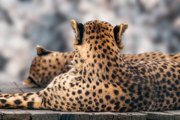 Cheetahs with nice fur resting backs close view. Posing wild cat dotted fur head. Blurred background