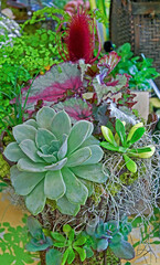 Rare plant arrangement has a Echevaria After Glow as it's center focal point, along with a Silver Edged Rex Begonia, a burgundy colored teasel.