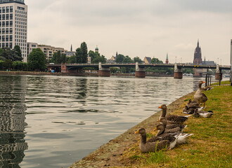 Wild ducks on the river. Bridge over the Main in Frankfurt. City architecture in Germany. Walk and relax by the water. Cloudy sky. © ff25
