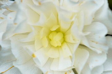 Obraz na płótnie Canvas beautiful natural white wedding flower