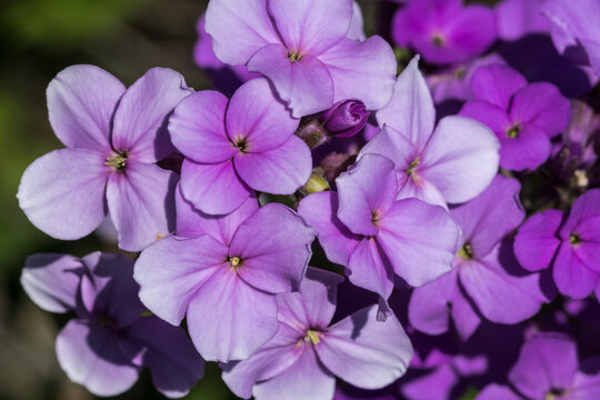 Flower of Dame&rsquo;s Rocket (Hesperis matronalis)