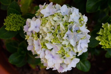 White and green Hydrangea, flor de mundo, flower close-up from above, top view