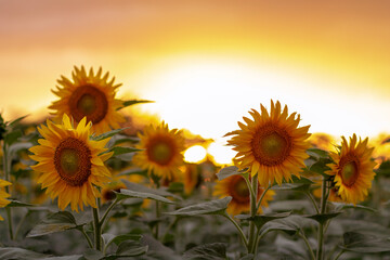 Obraz premium A field with many blooming sunflowers during sunset.