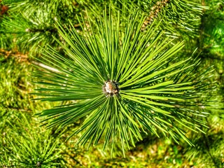 Front view on large pine tree branch. Close up on vividly green pine needles growing from the...