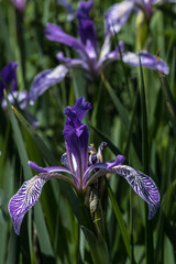 Western Blue Iris (Iris missouriensis)