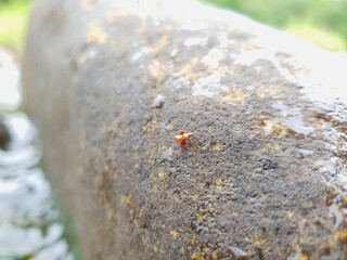 Spider, small, island on a rock, in a stream, in the forest,