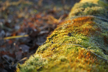 bright green fluffy moss on a tree trunk