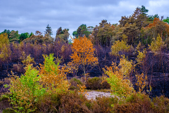 Fire at Thursley Common nature reserve.