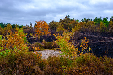 Fire at Thursley Common nature reserve.