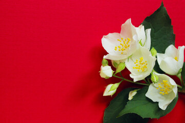White jasmine flowers on red background. White flowers backdrop. Abstract botanical background.