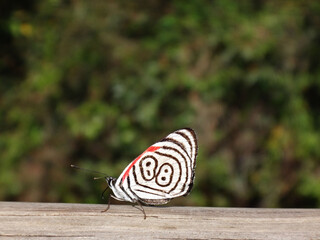 Fototapeta na wymiar mariposa en la selva cataratas del iguaz