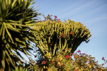 Cactus ibicenco. Flora en Ibiza, Islas Baleares.