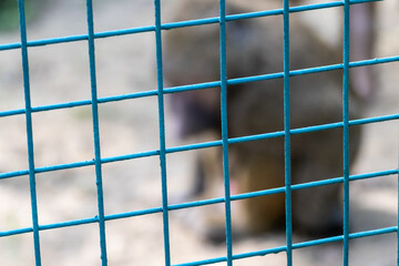 Blurred monkey behind metal fence and looking sad in zoo close-up with blurred background