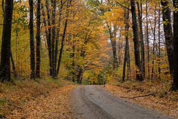 autumn in the forest
