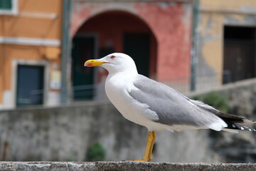 Young seagull photographed in the town of Riomaggiore in the Cinque Terre. Background with typical  houses.