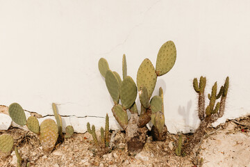 Cactus sobre pared blanca.