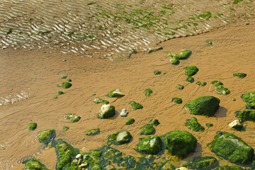 Green seaweed stones scattered in the sand, Detail Omaha Beach now - background, Normandy, France