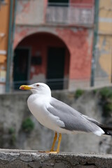 Young seagull photographed in the town of Riomaggiore in the Cinque Terre. Background with typical  houses.