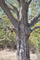 Fototapeta na wymiar Groundhog also known as a woodchuck sitting on tree branch