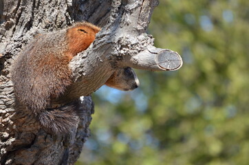 Fototapeta premium Groundhog also known as a woodchuck sitting on tree branch
