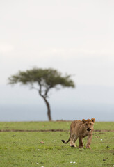 Lion cub with tree at the backdrop, Masai Mara, Kenya