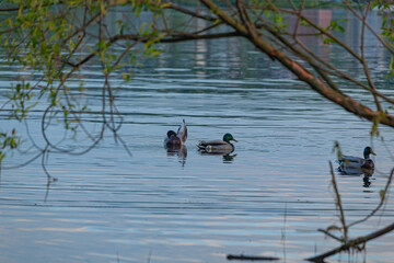 Ducks on the Volga River