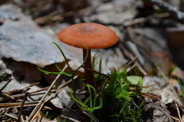 mushroom in the forest