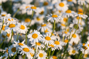 Fototapeta premium Daisy Wildflower Bed At Sunset