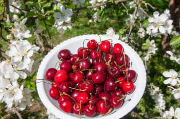 A bowl of ripe cherries on the background of a blooming cherry tree. Healthy food in a spring garden.