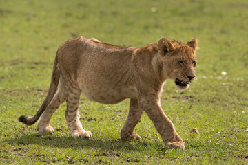 Closeup of a Lion cub at Masai Mara grassland, Kenya