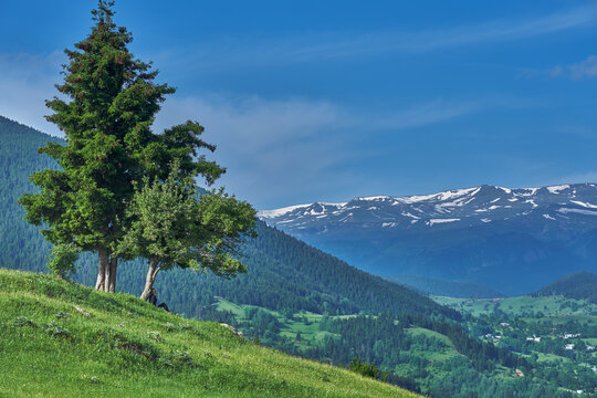 Girl sitting under a lonesome tree. Landscape of green nature, meadow, valley and snowy mountains taken in Yavuzköy, Şavşat, Black Sea / Karadeniz region of Turkey.