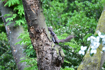 Eurasian Red Squirrel on the tree
