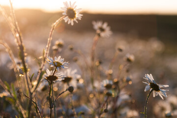 Wildflower Daisies At Sunset