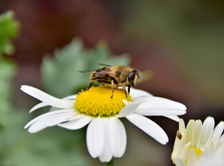 bee on a flower
