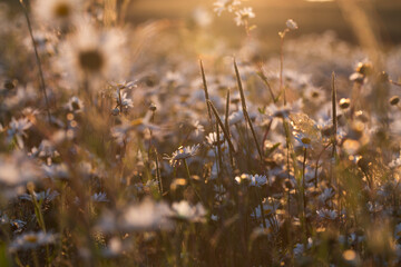 Wildflower Daisies At Sunset