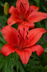 red lily in the garden