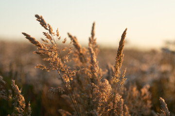 Grass Tips At Sunset