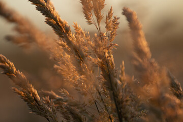 Grass Tips In Meadow At Sunset