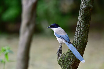 Azure winged magpie, Cyanopica cyanus