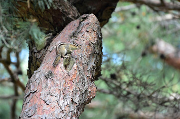 A squirrel on the tree