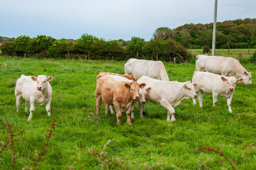 Fototapeta na wymiar Cows in a field
