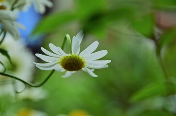 Obraz premium daisy in the garden