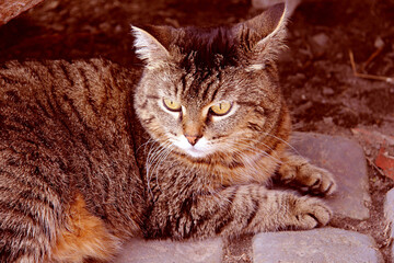 portrait of a cat