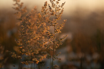 Grass Fronds In Spring Meadow At Sunset