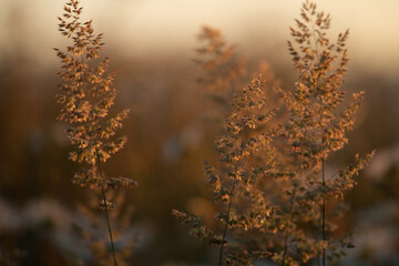 Grass Fronds At Sunset
