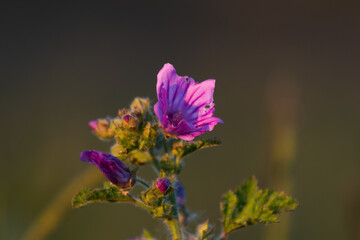 Close Up Purple Flower At Sunset